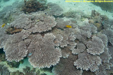 table corals